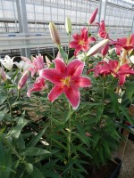 [5314 Joop VWS No01.JPG]